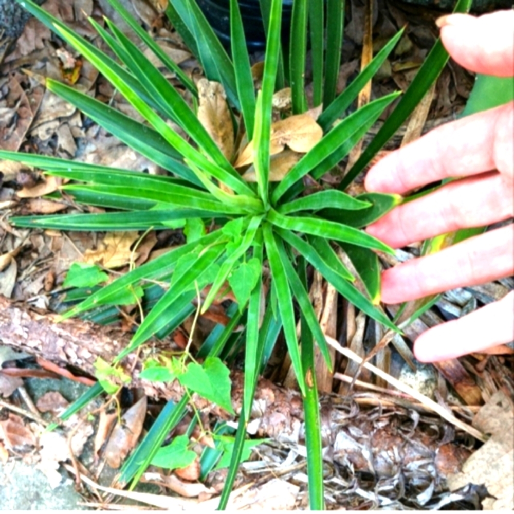 YUCCA'S PUPS!